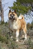 AKITA AMERICAIN 391